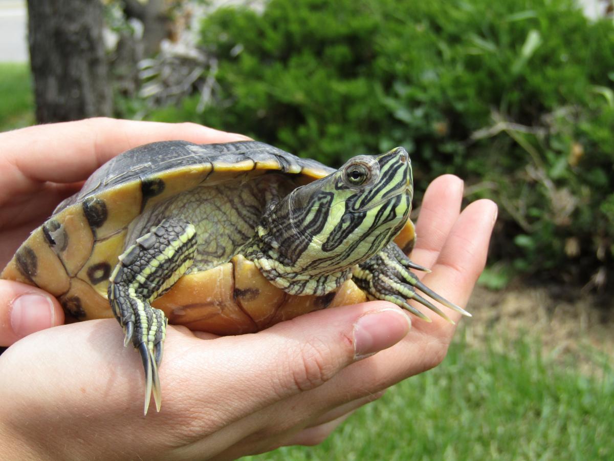 Turtles Up for Adoption Okanagan Turtle Adoption Program